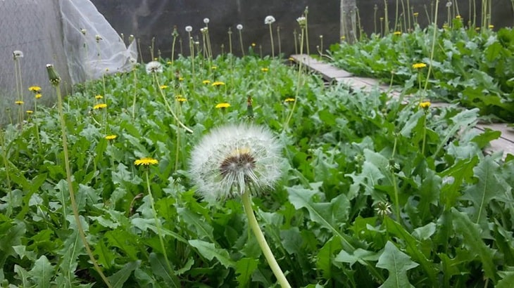 Bồ công anh là cây thuốc nam có công dụng bổ thận, mát gan rất tốt Bồ công anh là cây thuốc nam có công dụng bổ thận, mát gan rất tốt