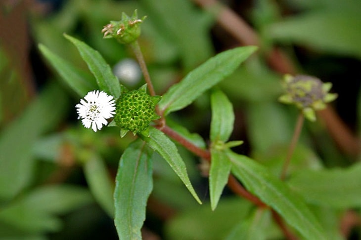 Chữa suy thận bằng thuốc nam với cây cỏ mực là phương pháp điều trị bệnh vô cùng hiệu quả Chữa suy thận bằng thuốc nam với cây cỏ mực là phương pháp điều trị bệnh vô cùng hiệu quả