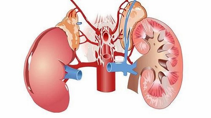 Suy thận âm là bệnh có thể gặp ở cả nam và nữ giới