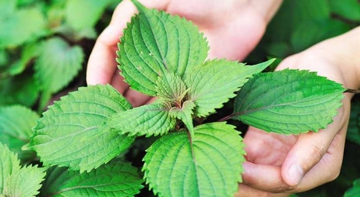 Những công dụng tuyệt vời của lá tía tô