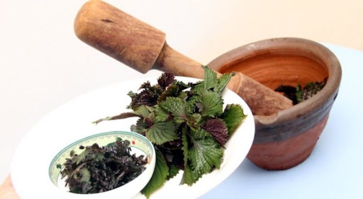 Sử dụng lá tía tô đắp lên khớp bị tổn thương