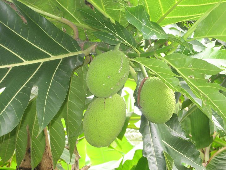 Lá sa kê có tác dụng thải độc, mát gan, điều trị bệnh gout Lá sa kê có tác dụng thải độc, mát gan, điều trị bệnh gout