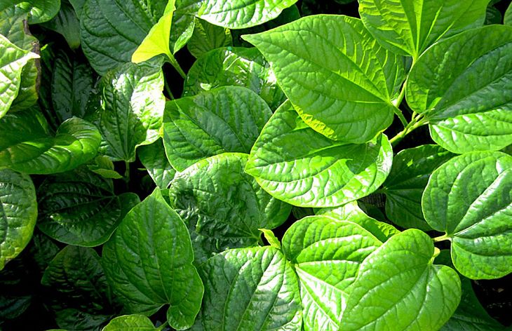 Lá lốt thường được áp dụng trong các bài thuốc chữa đau nhức xương khớp Lá lốt thường được áp dụng trong các bài thuốc chữa đau nhức xương khớp