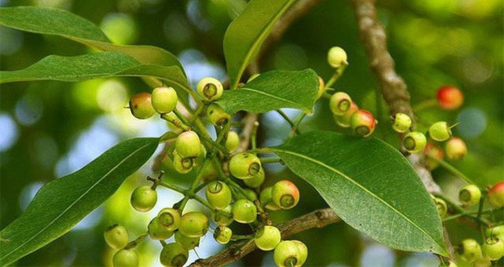 Lá vối tươi điều trị gout tại nhà