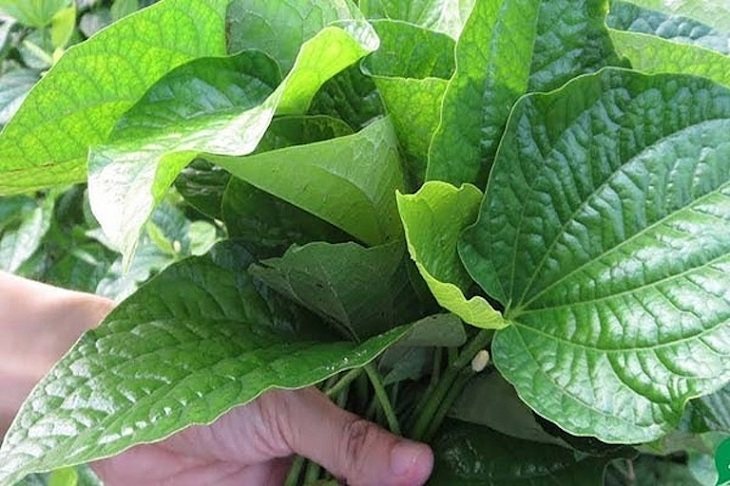 Thành phần thuốc đều là thảo dược tự nhiên tốt cho xương khớp Thành phần thuốc đều là thảo dược tự nhiên tốt cho xương khớp