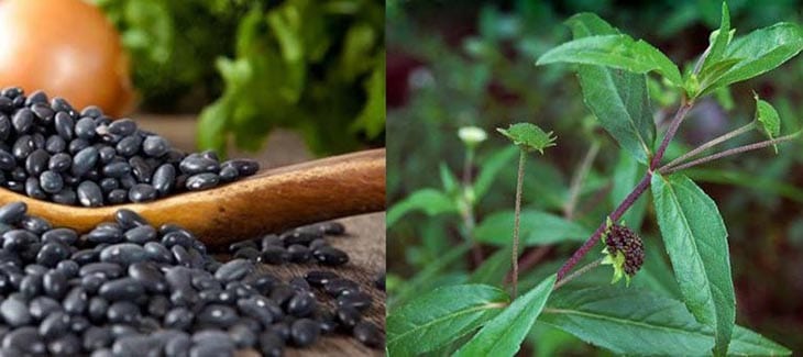 Kết hợp đậu đen và cây cỏ mực chữa suy thận