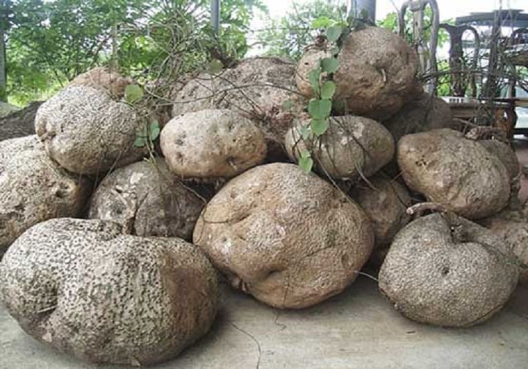 Củ Bình Vôi có nhiều hoạt chất quý đẩy lùi Gout