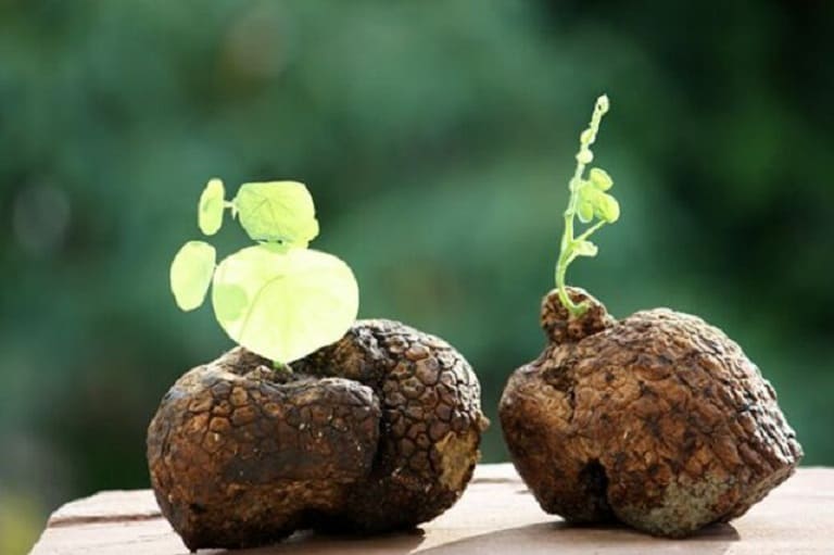 Lưu ý để sử dụng củ Bình Vôi tốt nhất