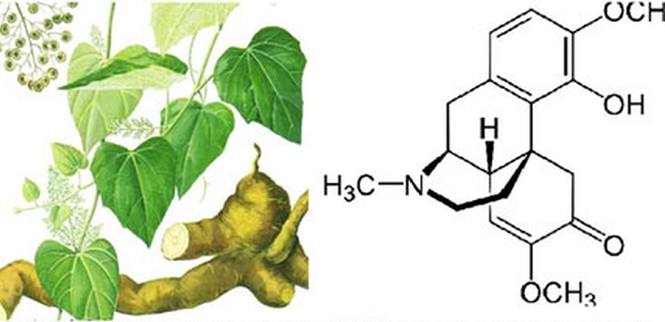 Thanh phong đằng chứa Sinomenine cực kỳ tốt cho xương khớp Thanh phong đằng chứa Sinomenine cực kỳ tốt cho xương khớp