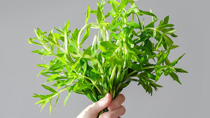 Rau ngổ giúp chữa bệnh sỏi thận an toàn tại nhà