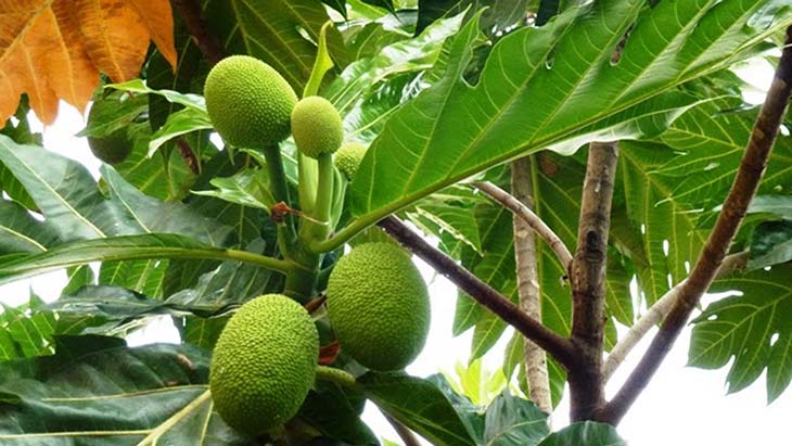 Bài thuốc Nam với lá sa kê giúp giảm sỏi ngăn sỏi hình thành