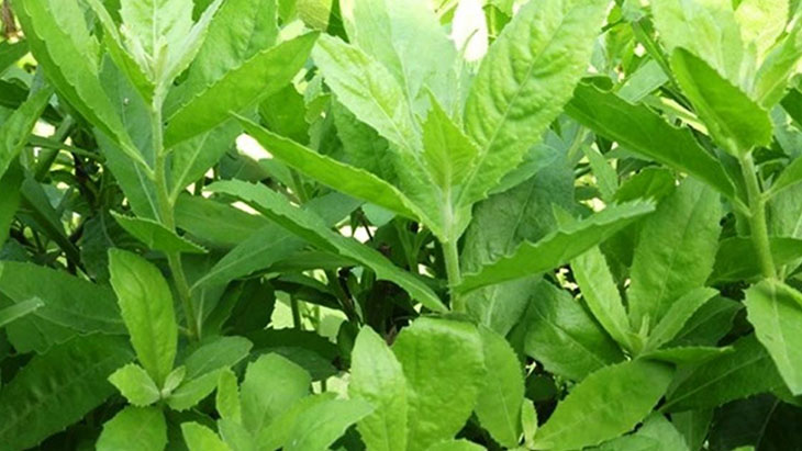 Dùng cây cúc tần đẩy lùi sỏi thận an toàn