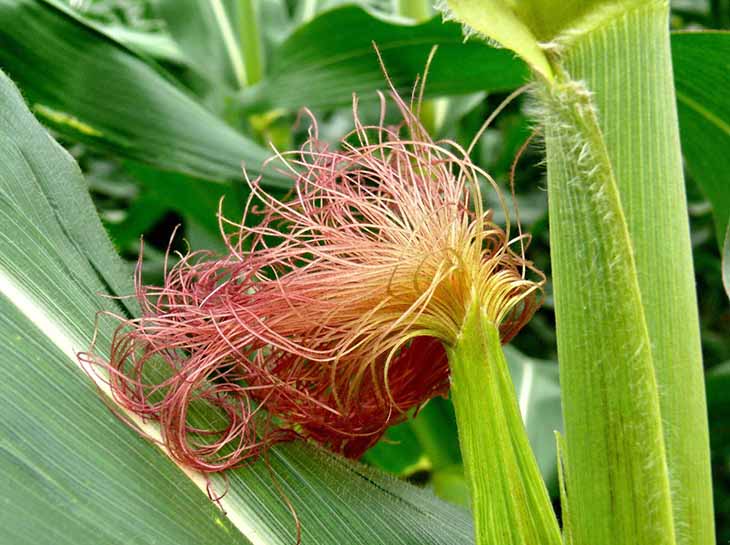 Bài thuốc Nam với râu ngô trị sỏi thận khá hữu hiệu