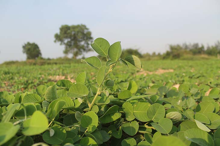 Bài thuốc Nam trị sỏi thận với cây kim tiền thảo