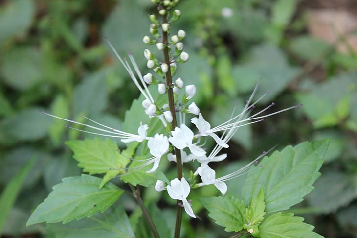 Cây râu mèo là vị thuốc Nam tốt trong chữa bệnh