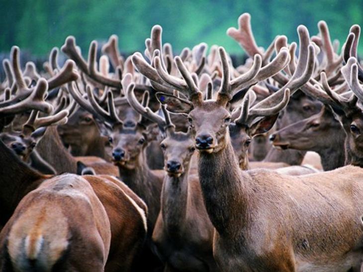 Nên chọn loại sừng hươu già, có nhiều nhánh để nấu cao Nên chọn loại sừng hươu già, có nhiều nhánh để nấu cao