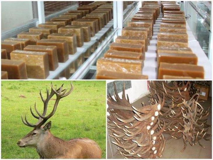 Dùng cao sừng hươu hỗ trợ cải thiện nhiều vấn đề về sinh lý ở nam giới Dùng cao sừng hươu hỗ trợ cải thiện nhiều vấn đề về sinh lý ở nam giới