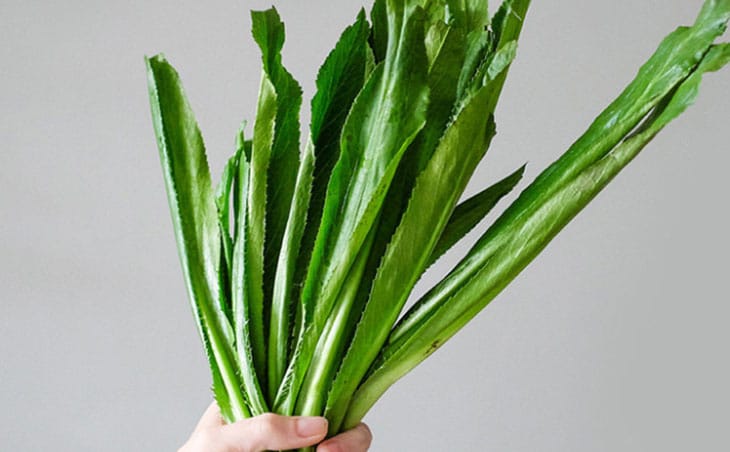 Cây mùi tàu chữa sỏi thận 6mm hiệu quả