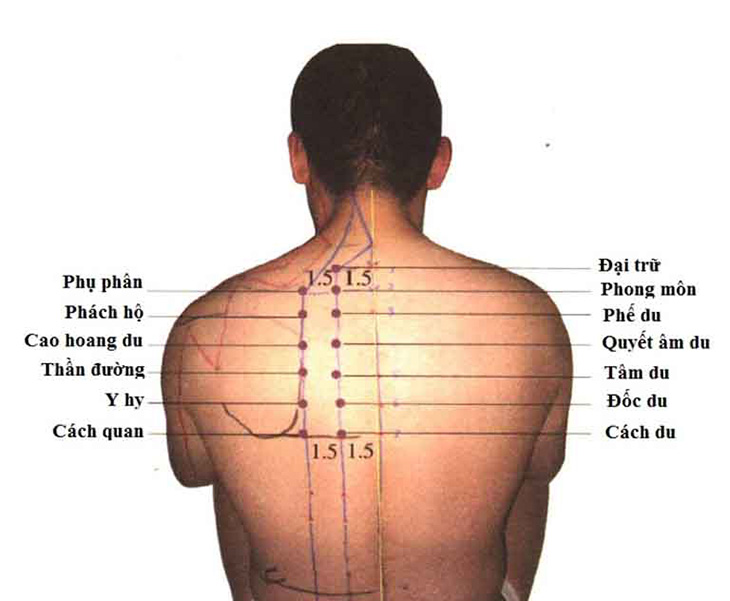 Hình ảnh huyệt đốc du