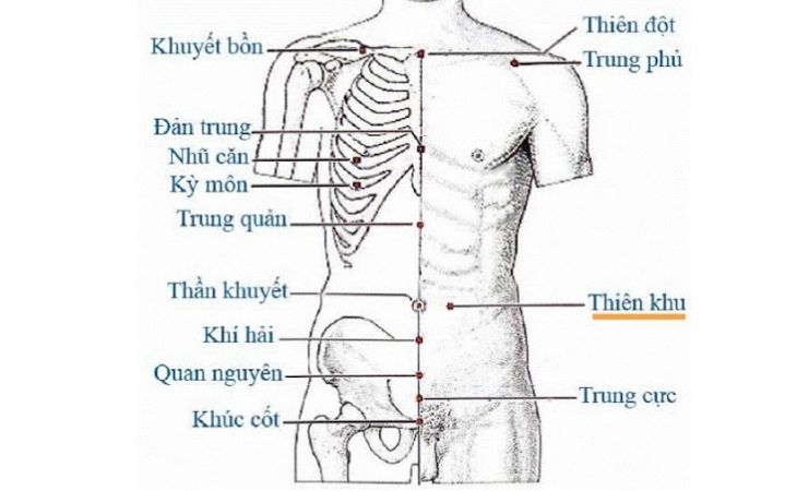 Hình ảnh huyệt Thiên Khu trên cơ thể