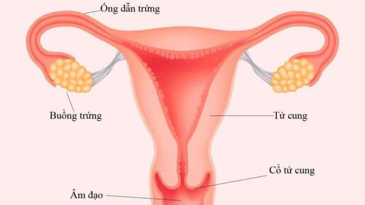 Việc siêu âm sẽ giúp phát hiện bệnh viêm tắc vòi dẫn trứng và nhiều bệnh lý nguy hiểm khác