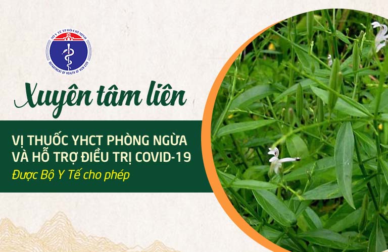 Xuyên tâm liên được Bộ Y tế cho phép vào hỗ trợ điều trị COVID-19