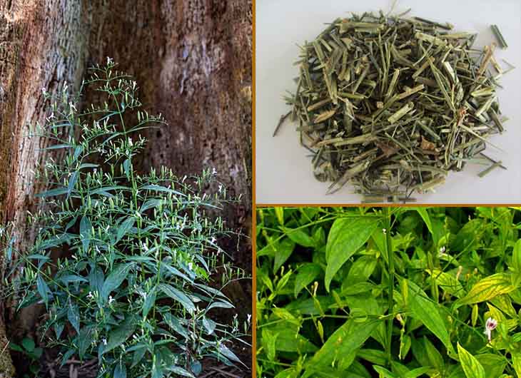 Dược liệu thuộc họ Ô rô, là vị thuốc quen thuộc trong dân gian