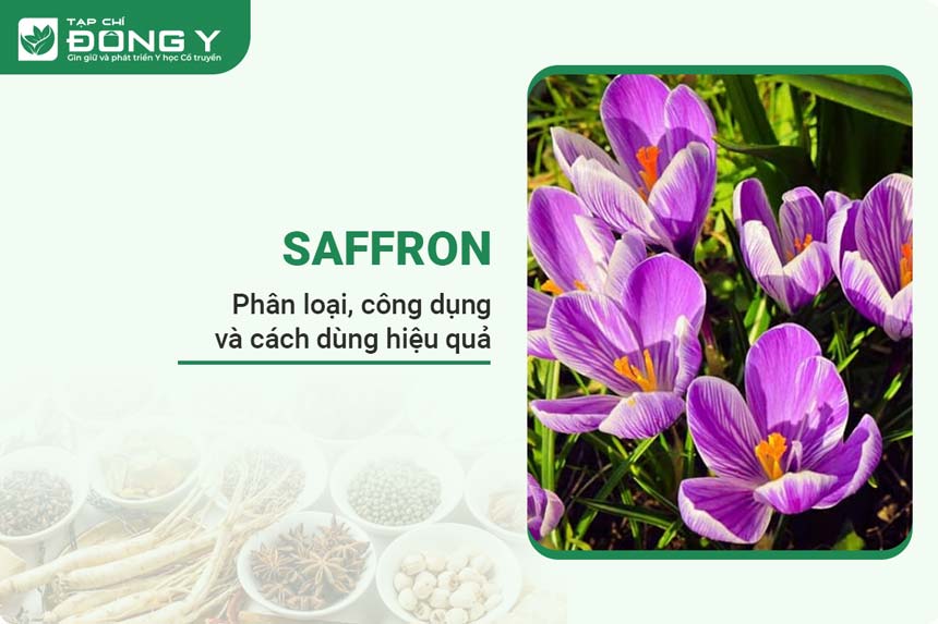 saffron-nhuy-hoa-nghe-tay