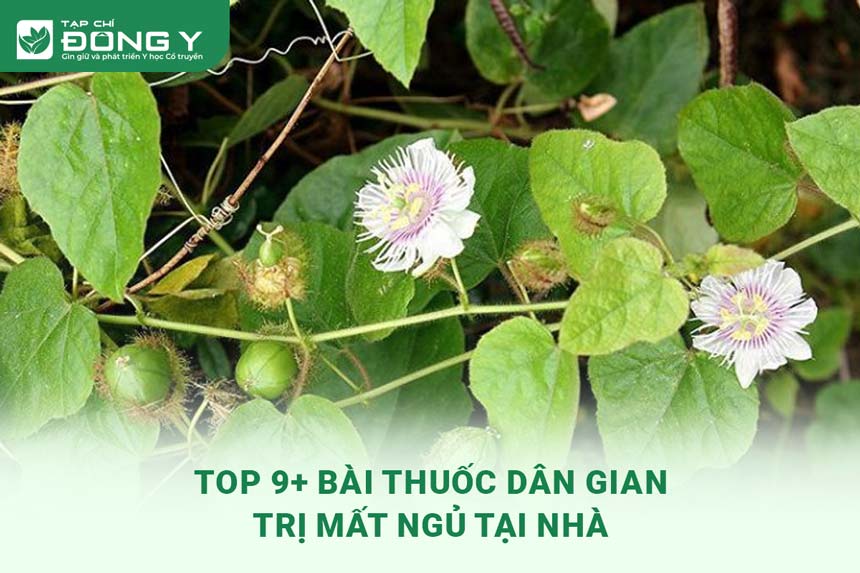 bai-thuoc-dan-gian-tri-mat-ngu