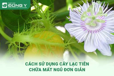 cach-su-dung-cay-lac-tien-chua-mat-ngu