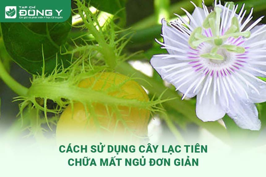 cach-su-dung-cay-lac-tien-chua-mat-ngu