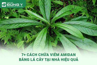 chua-viem-amidan-bang-la-cay