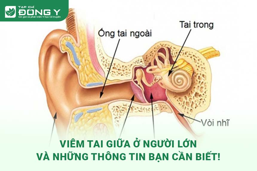 viem-tai-giua-o-nguoi-lon