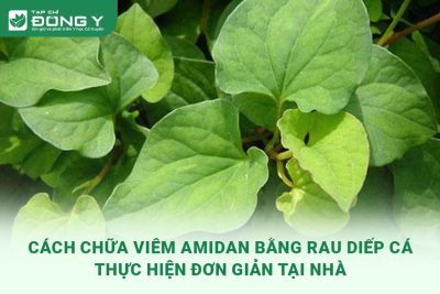 chua-viem-amidan-bang-rau-diep-ca