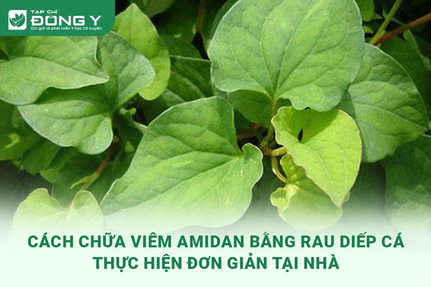 chua-viem-amidan-bang-rau-diep-ca