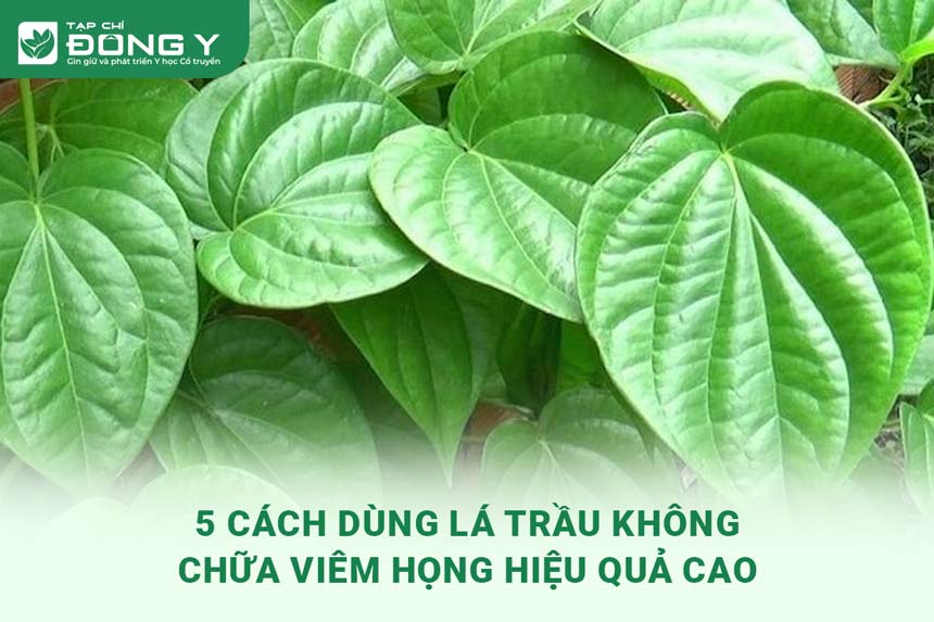 la-trau-khong-chua-viem-hong
