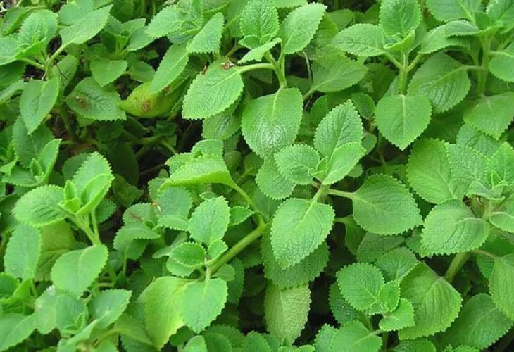 Lá húng chanh điều trị viêm amidan hiệu quả