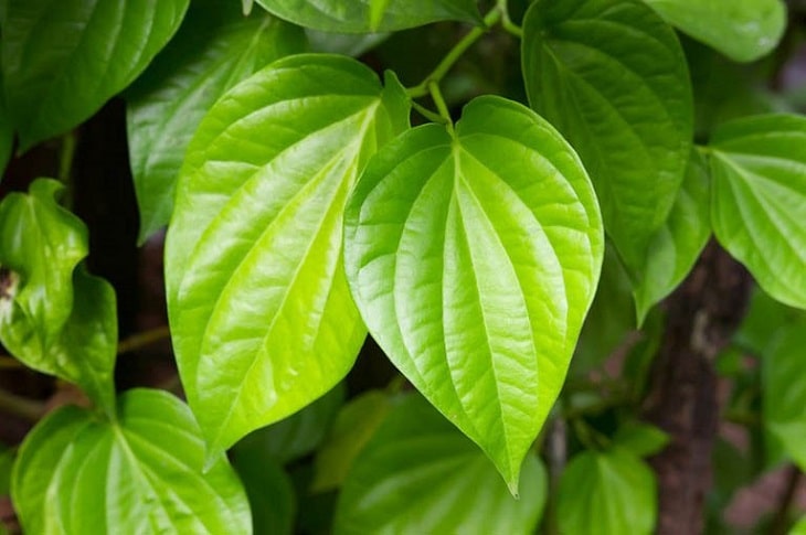 Lá trầu không là vị thuốc nam có tính ấm