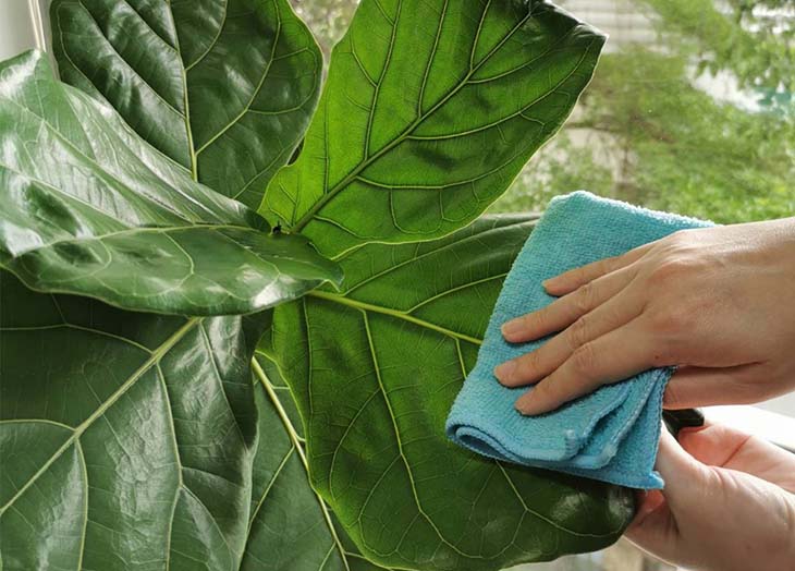 Chữa viêm da cơ địa bằng lá bàng nên chọn lá non