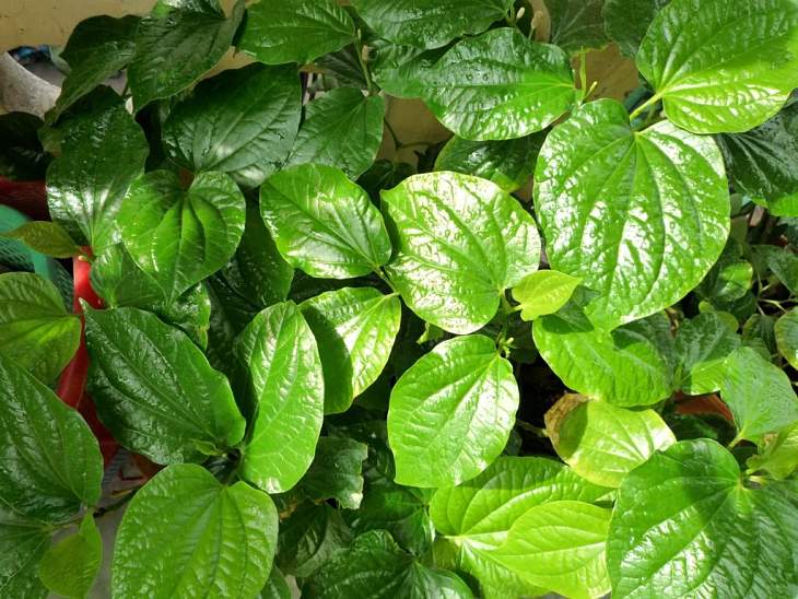 Hiệu quả chữa vảy nến bằng lá lốt còn tùy thuộc vào từng cơ địa của người bệnh