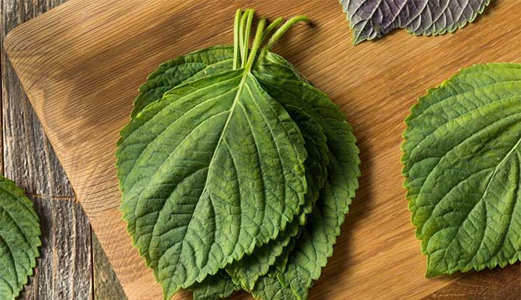 Lá tía tô có khả năng điều trị bệnh viêm da cơ địa rất tốt