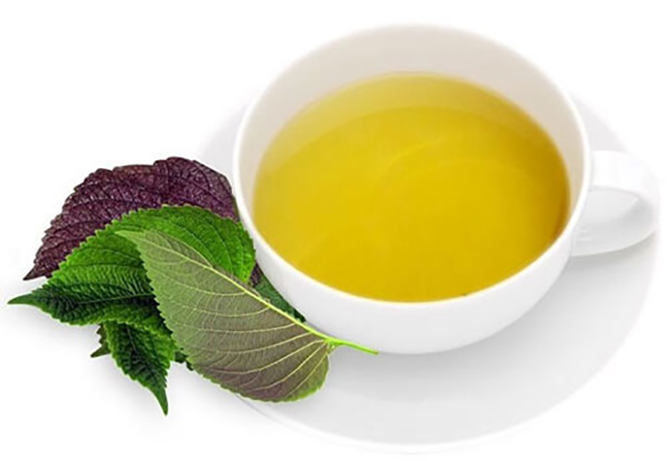 Chữa viêm da cơ địa bằng lá tía tô sắc nước uống giúp thanh nhiệt, giải độc