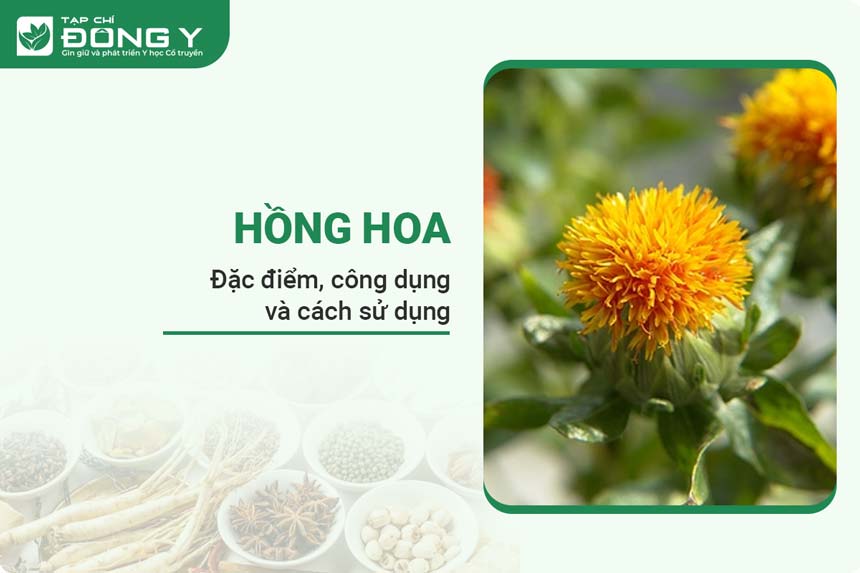 hong-hoa