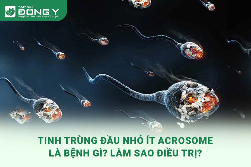 tinh-trung-dau-nho-it-acrosome