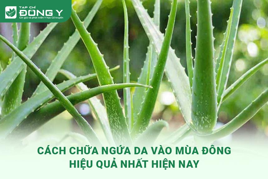 cach-chua-ngua-da-vao-mua-dong