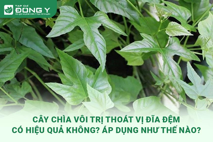 cay-chia-voi-tri-thoat-vi-dia-dem