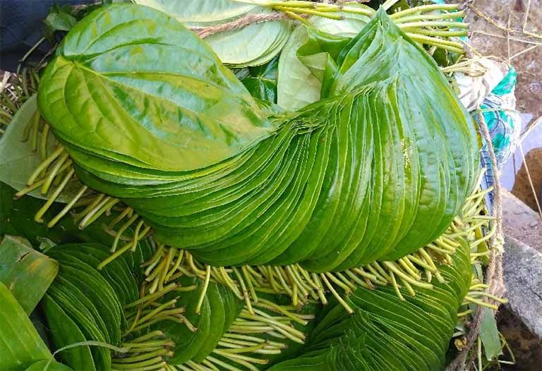 Chữa á sừng bằng lá trầu không là phương pháp được nhiều người lựa chọn