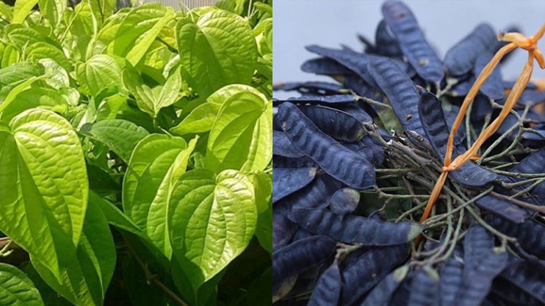 Kết hợp trầu không với bồ kết để vết thương nhanh lành