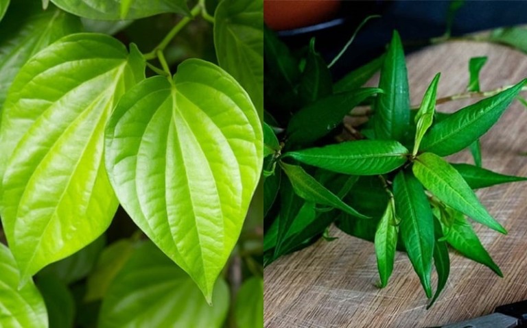 Chữa á sừng bằng lá trầu không với rau răm vô cùng đơn giản