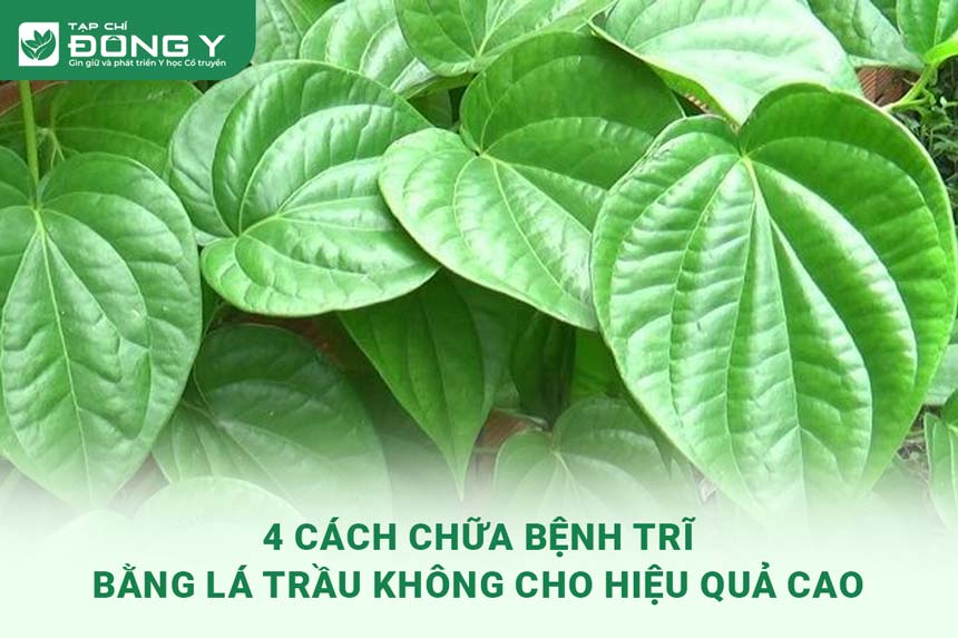 chua-benh-tri-bang-la-trau-khong